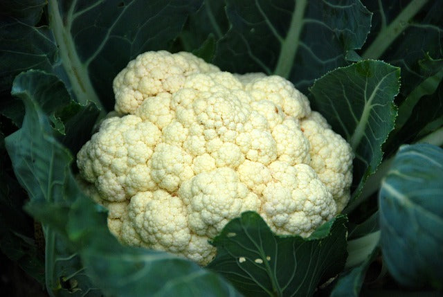 Gas or Pain After Eating Cruciferous Veggies? You’re Might Be Eating Them Wrong. Here’s How You Should Prepare Them.