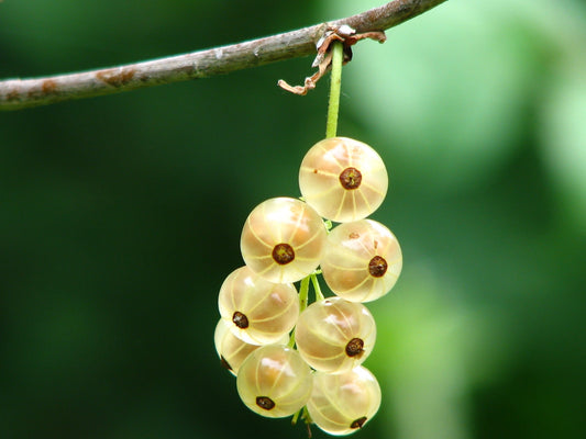 Miracle Fruit For Blood Sugar? Why Amla (Indian Gooseberry) Powder May Help Manage Type 2 Diabetes