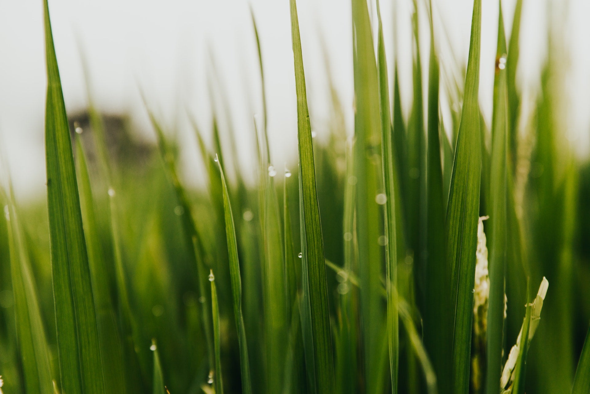 Why You Should Be High On Grass Why You Should Be High On Grass