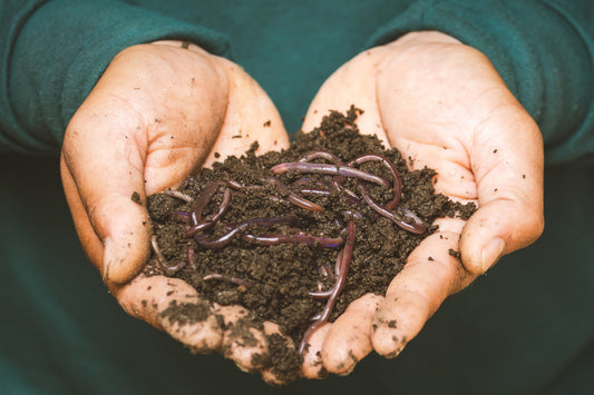Best Natural Ingredients For Candida & Other Parasites