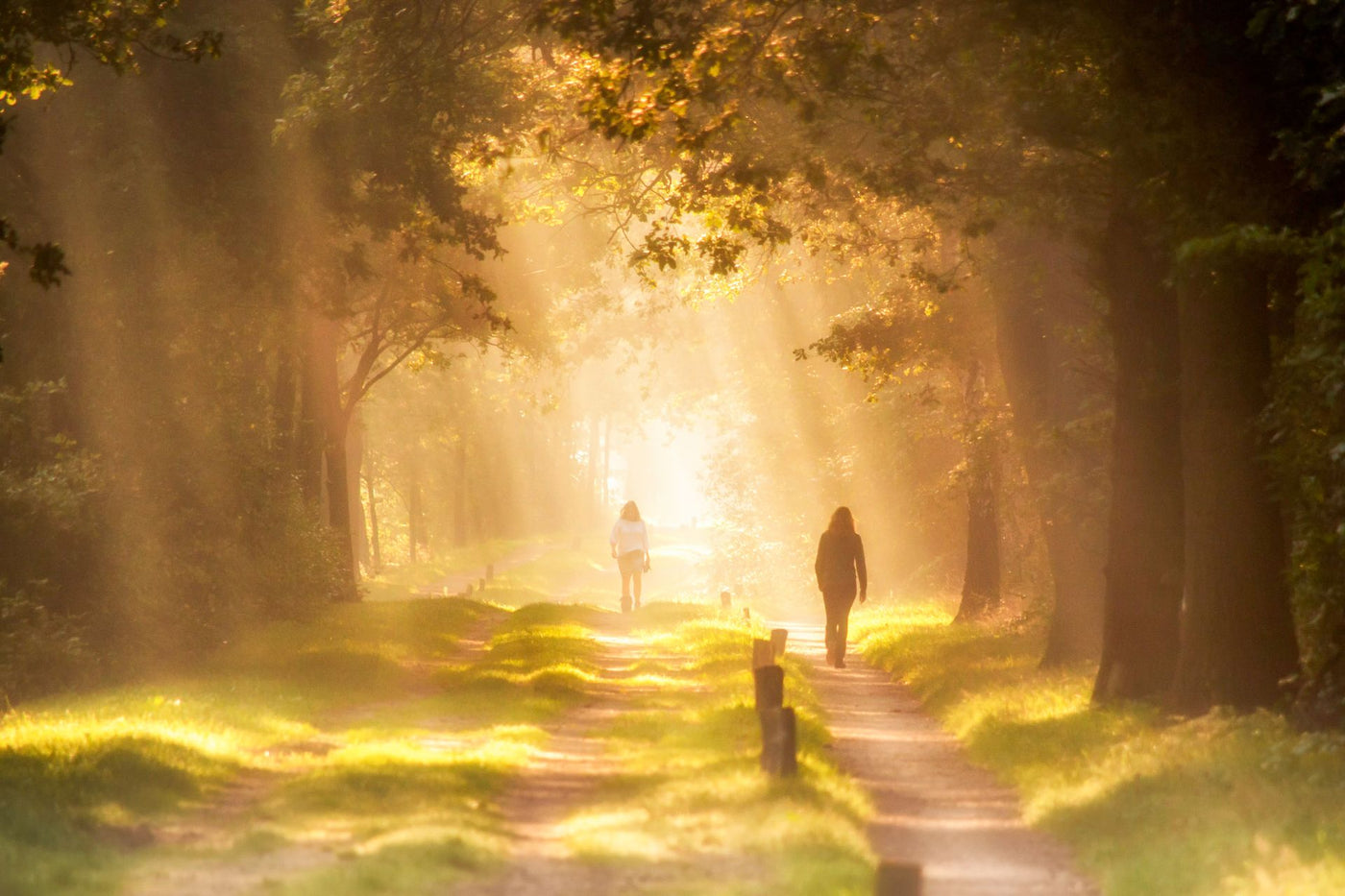 Two people walking a sunlit tree-lined path in the morning