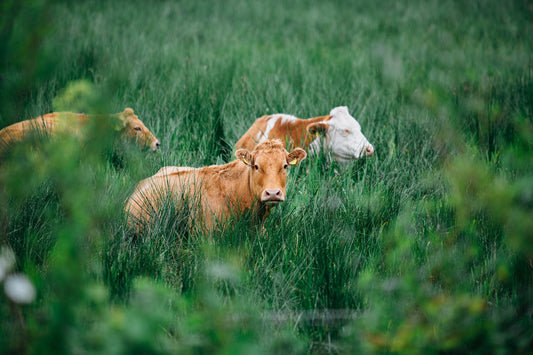 What Type Of Diet Is The Most Environmentally-Friendly? (Hint: It’s Not What You Might Think)