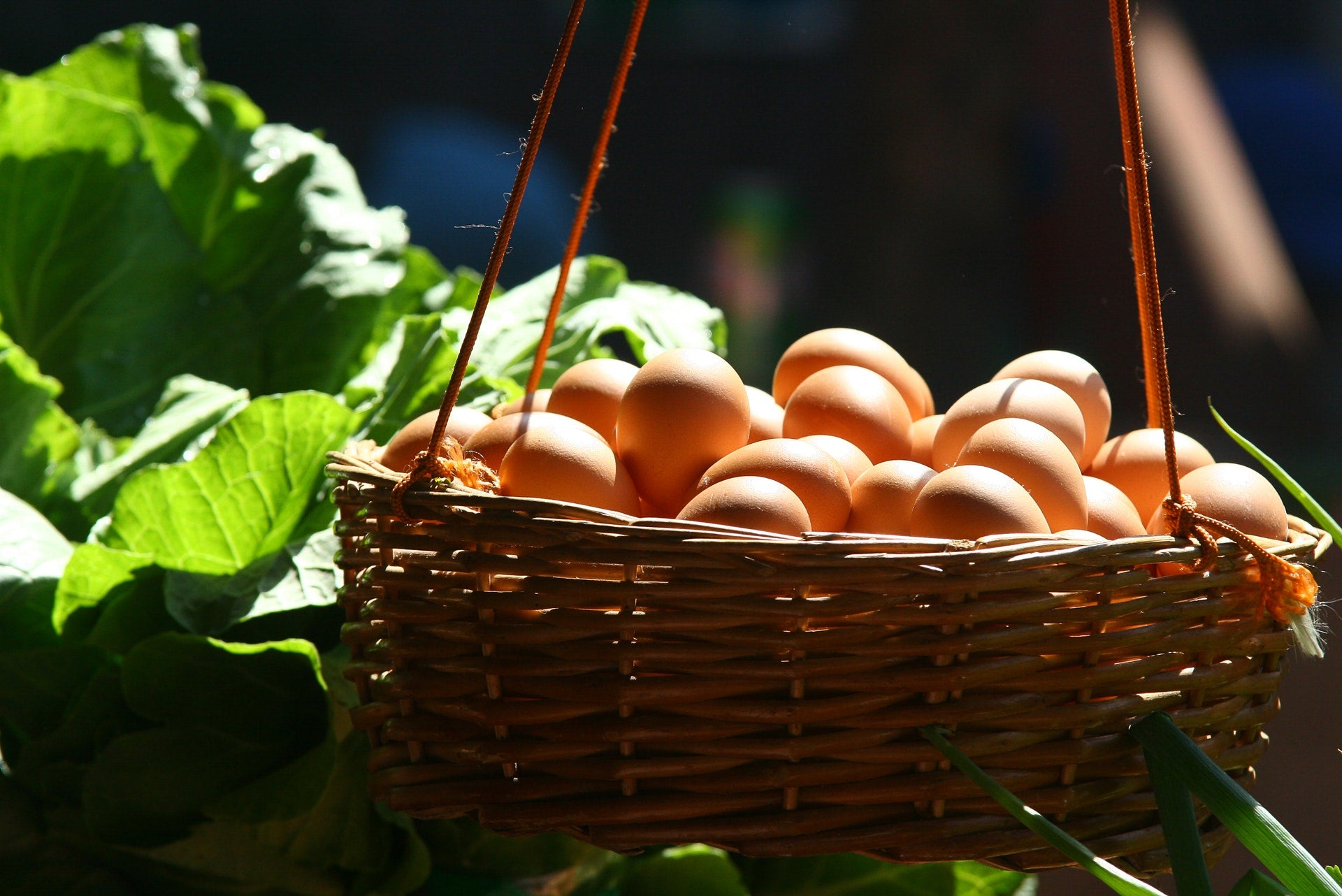 Not So Eggcellent: Why Organic Eggs Aren’t All Cracked Up Like They’re Supposed To Be