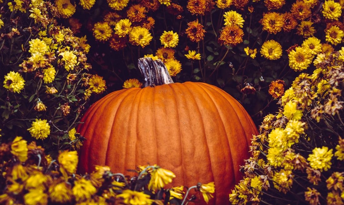 Pumpkin Power: Why You Should Eat This Fall Fruit